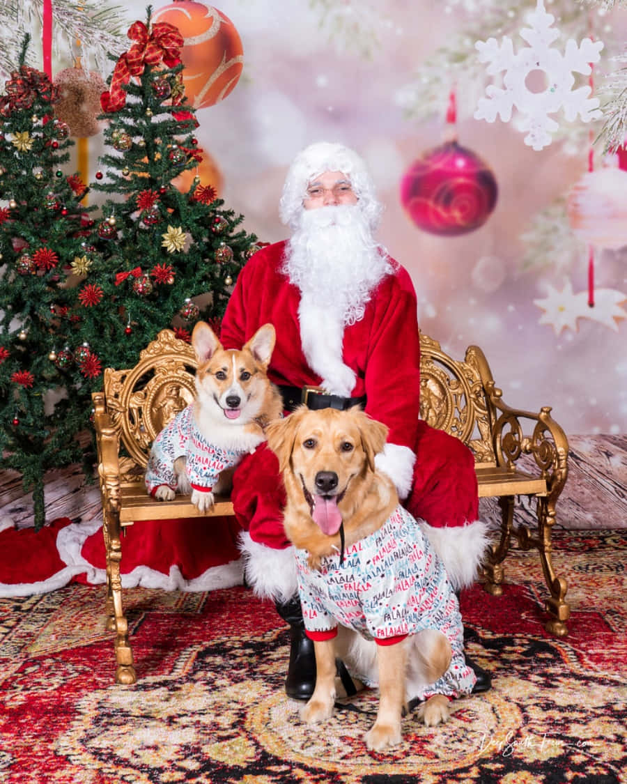 Corgi Golden Retriever Dog Santa Picture