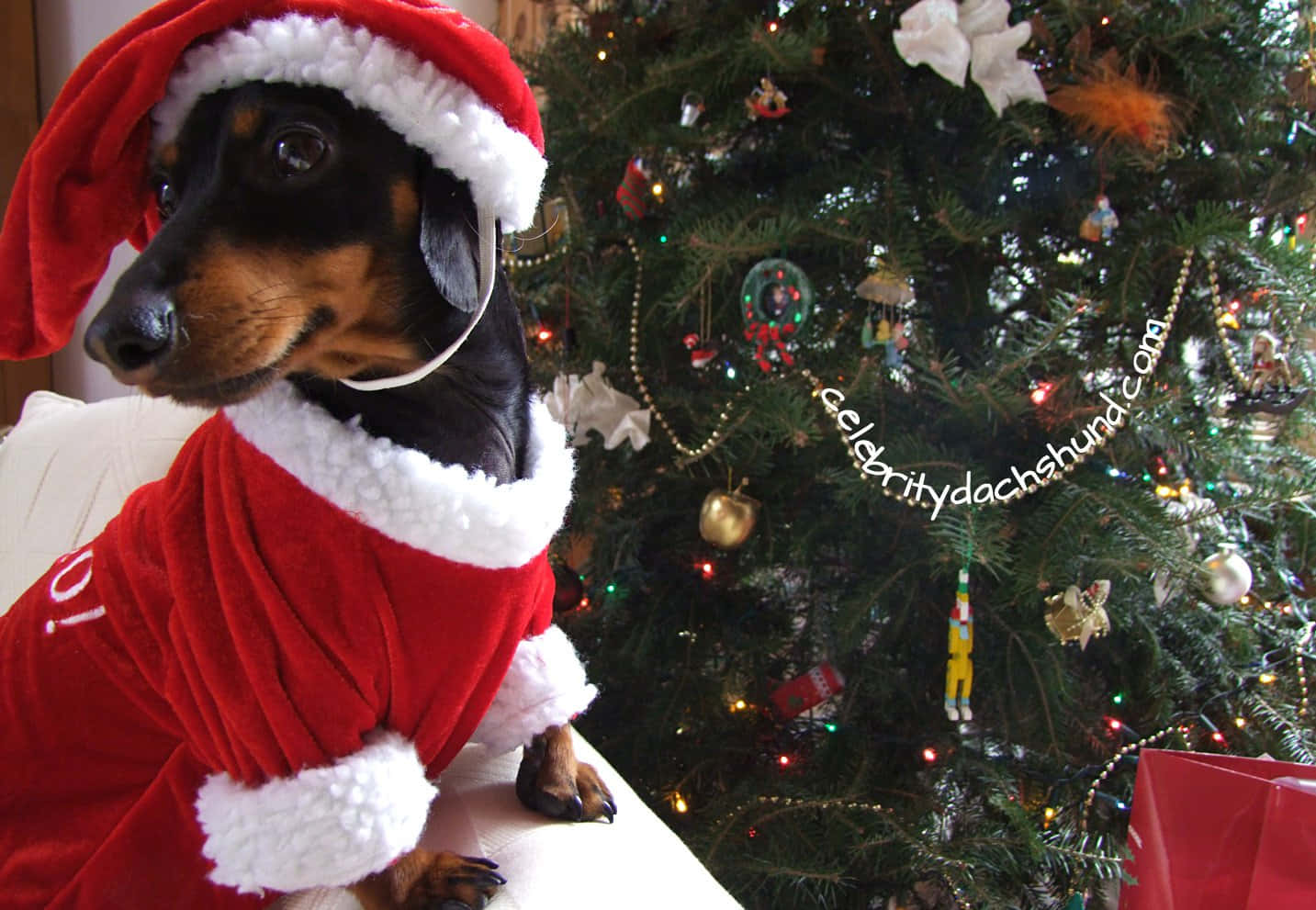 Christmas Tree Dog Santa Picture