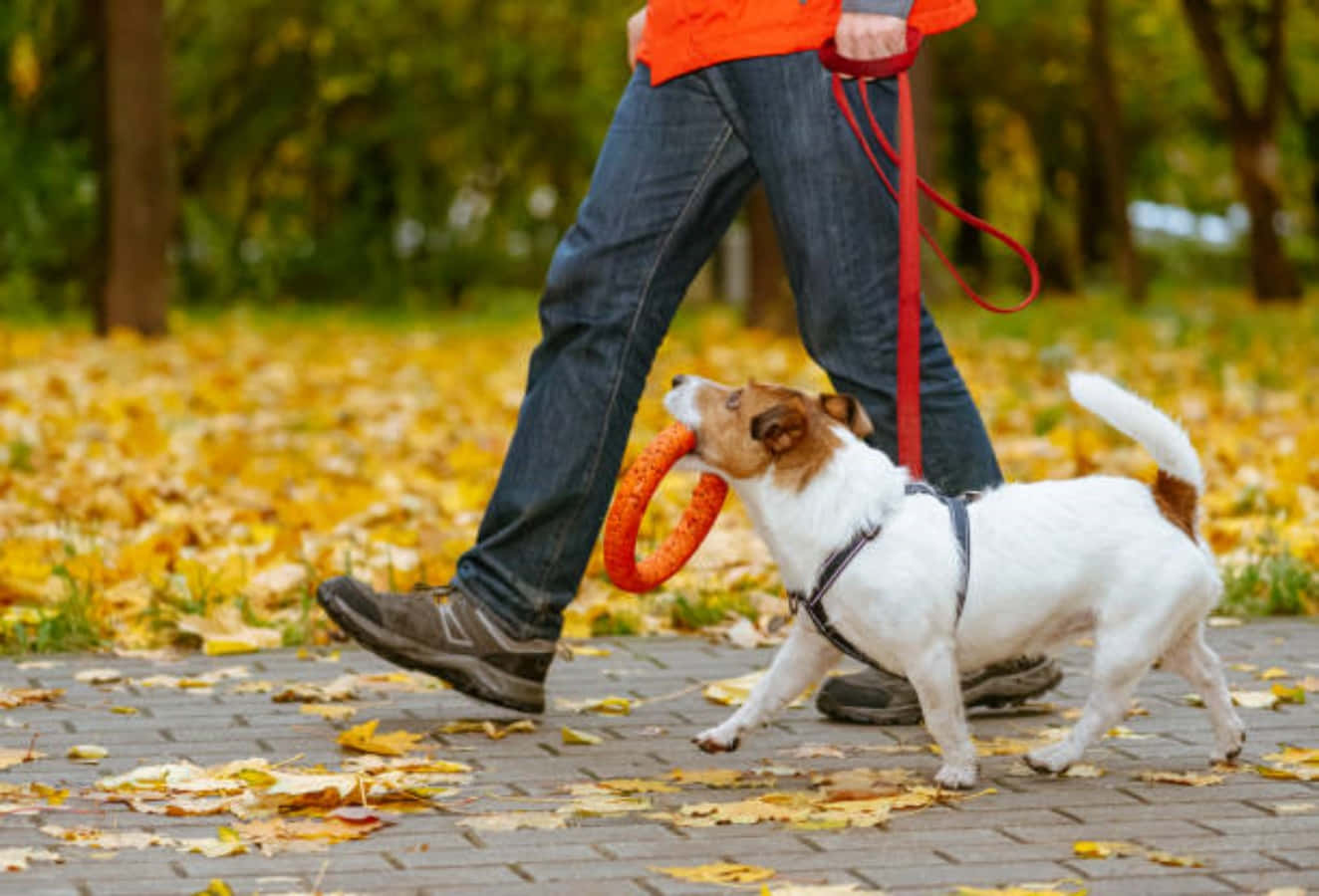 A Joyful Stroll - Friendly Canine Enjoying a Walk Outdoors