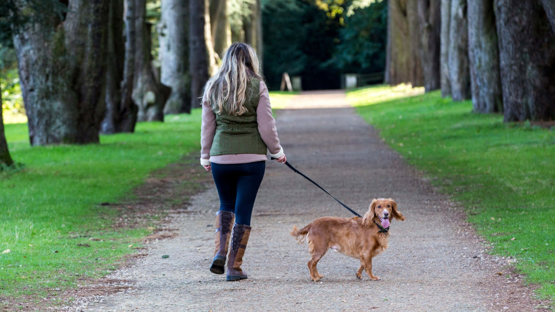 Dog Walking At Clumber Park Picture