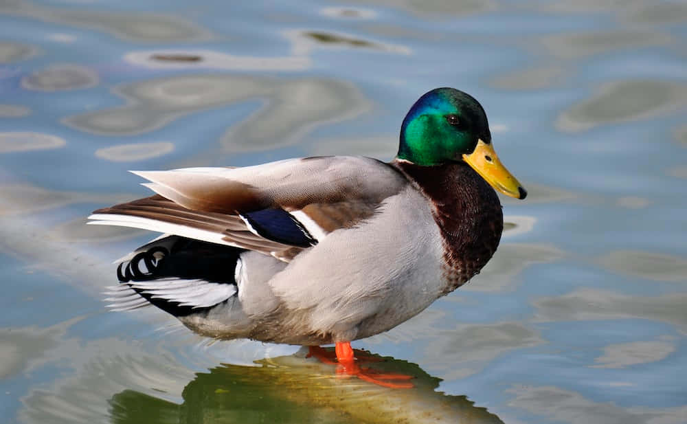 "This cute duck enjoys a fun afternoon in the pond"