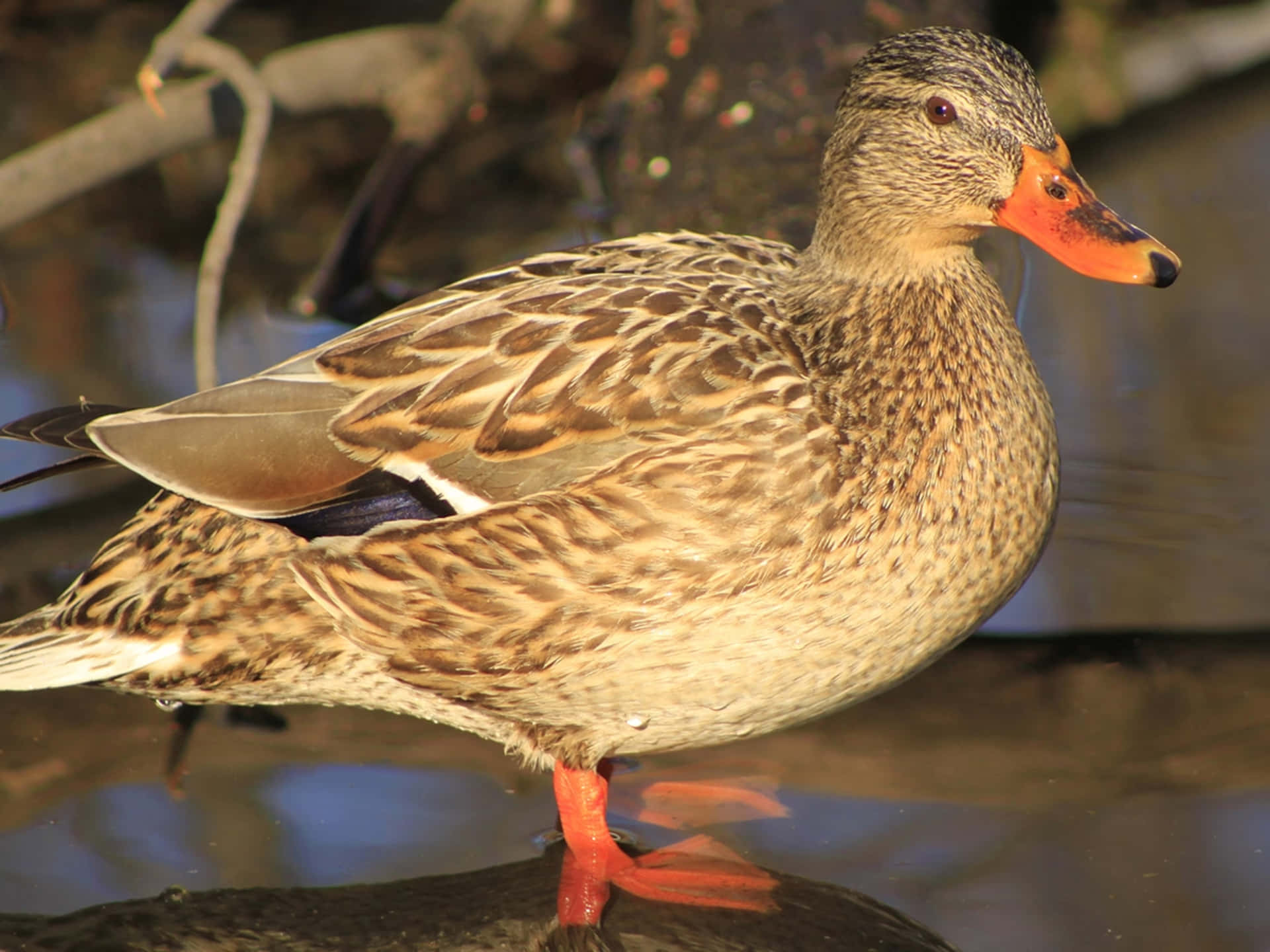 A beautiful female duck swimming in the water.