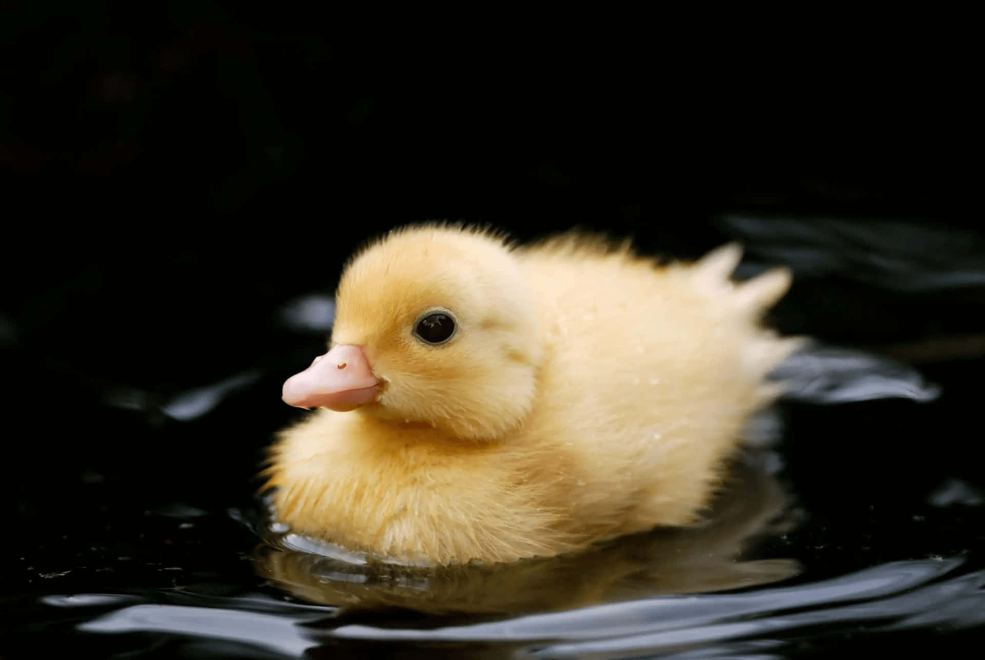 A Small Yellow Duck Swimming In Water