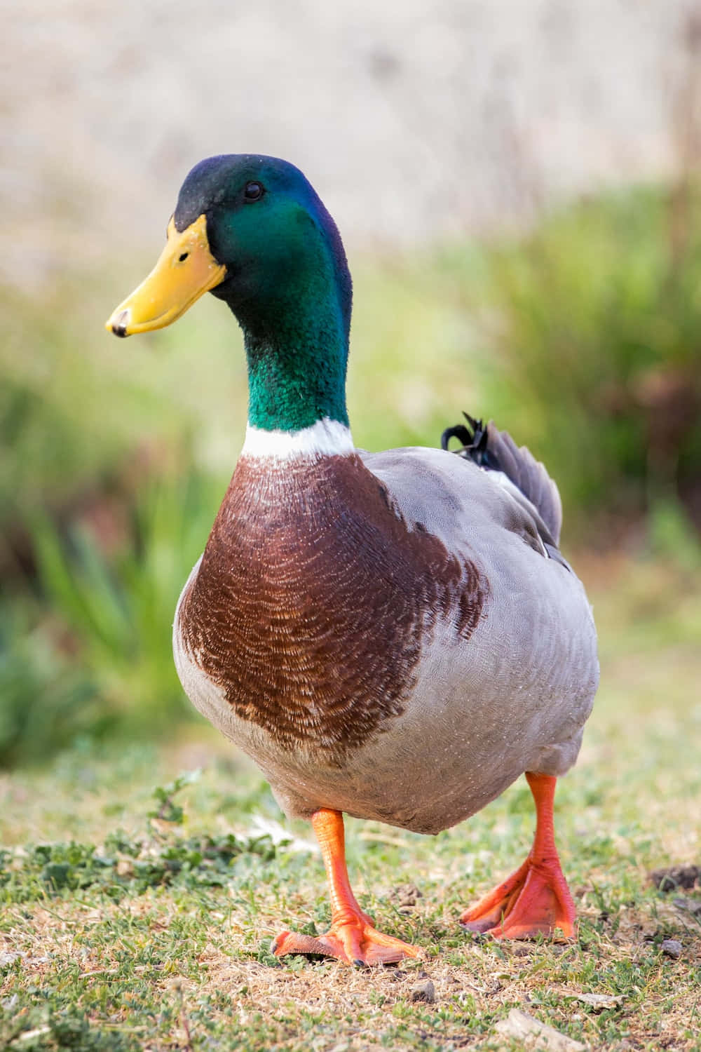 A cheerful duck in a pond