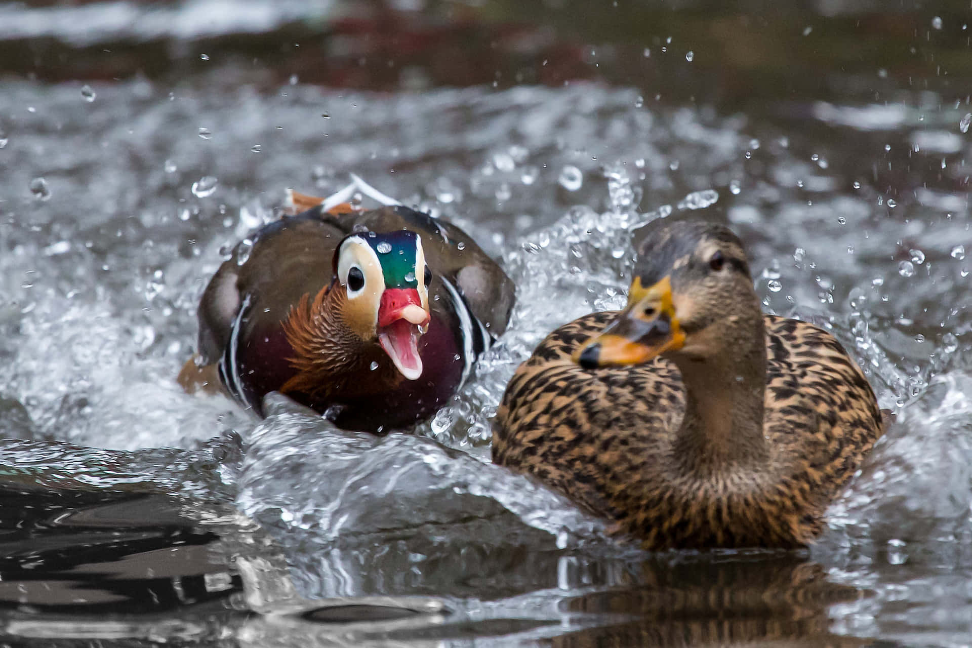 A colorful duck swimming through the water