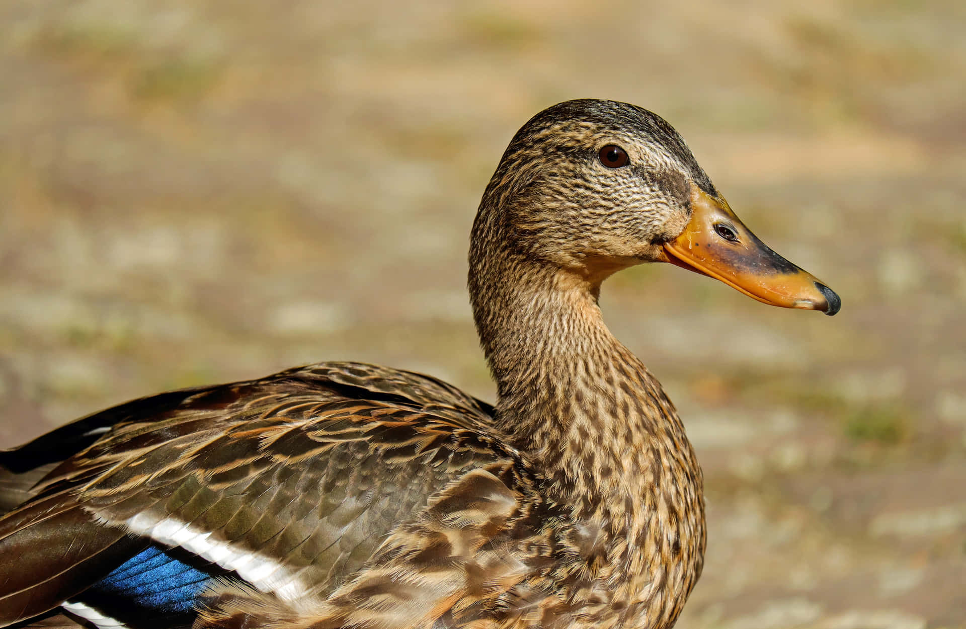A Stunning Mallard Duck on a Calm Lake