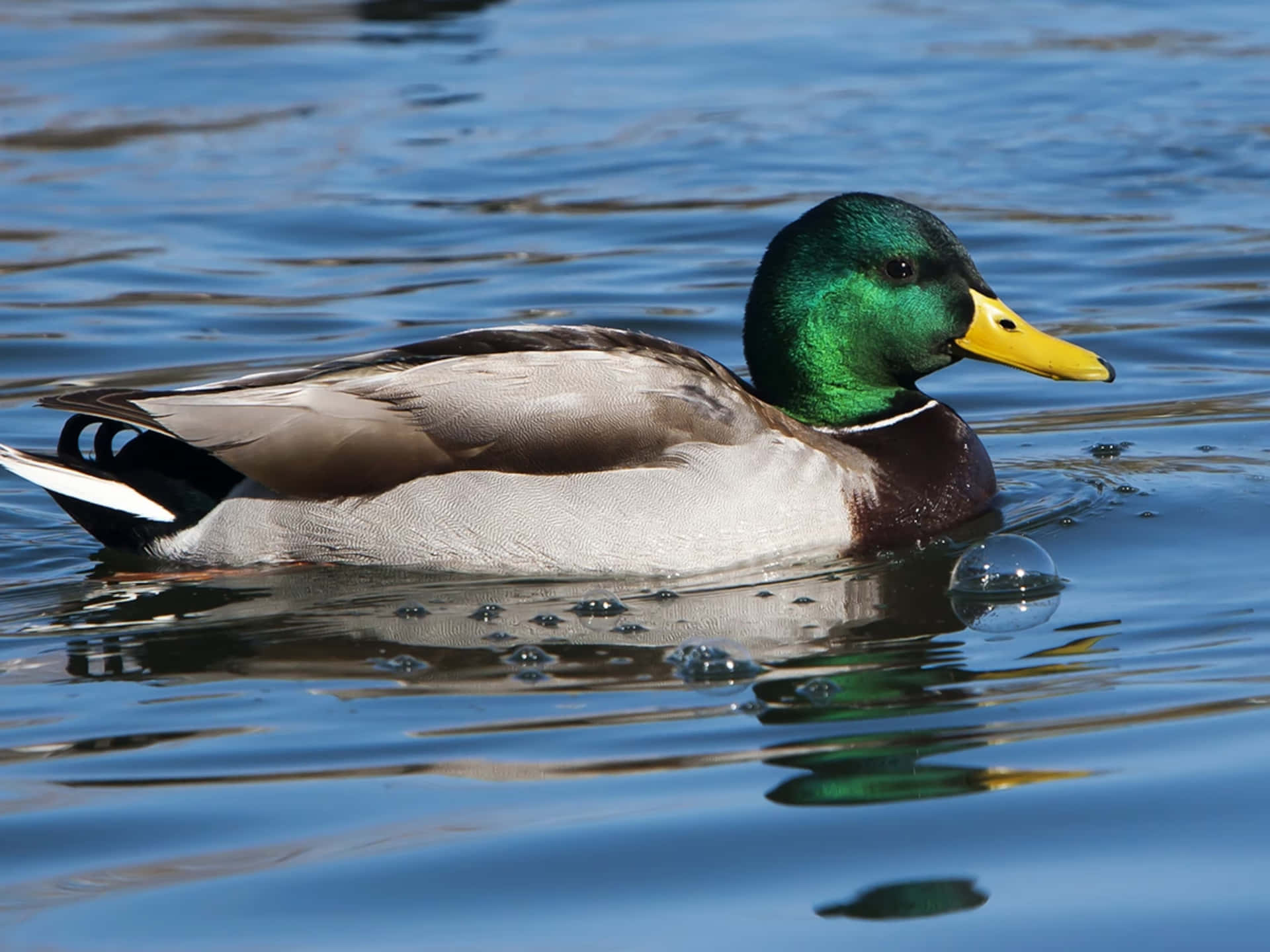 The Warm Reflection of a Male Duck
