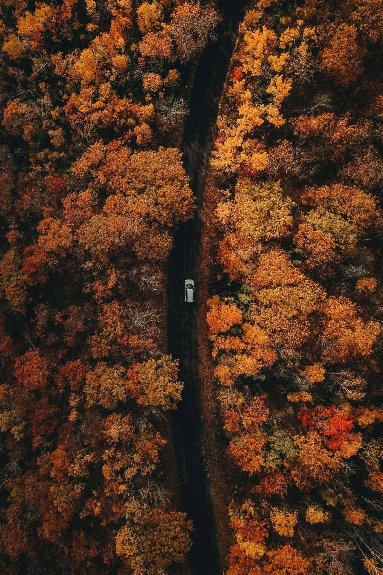 Aerial View Of A Car Driving Through The Autumn Forest Wallpaper