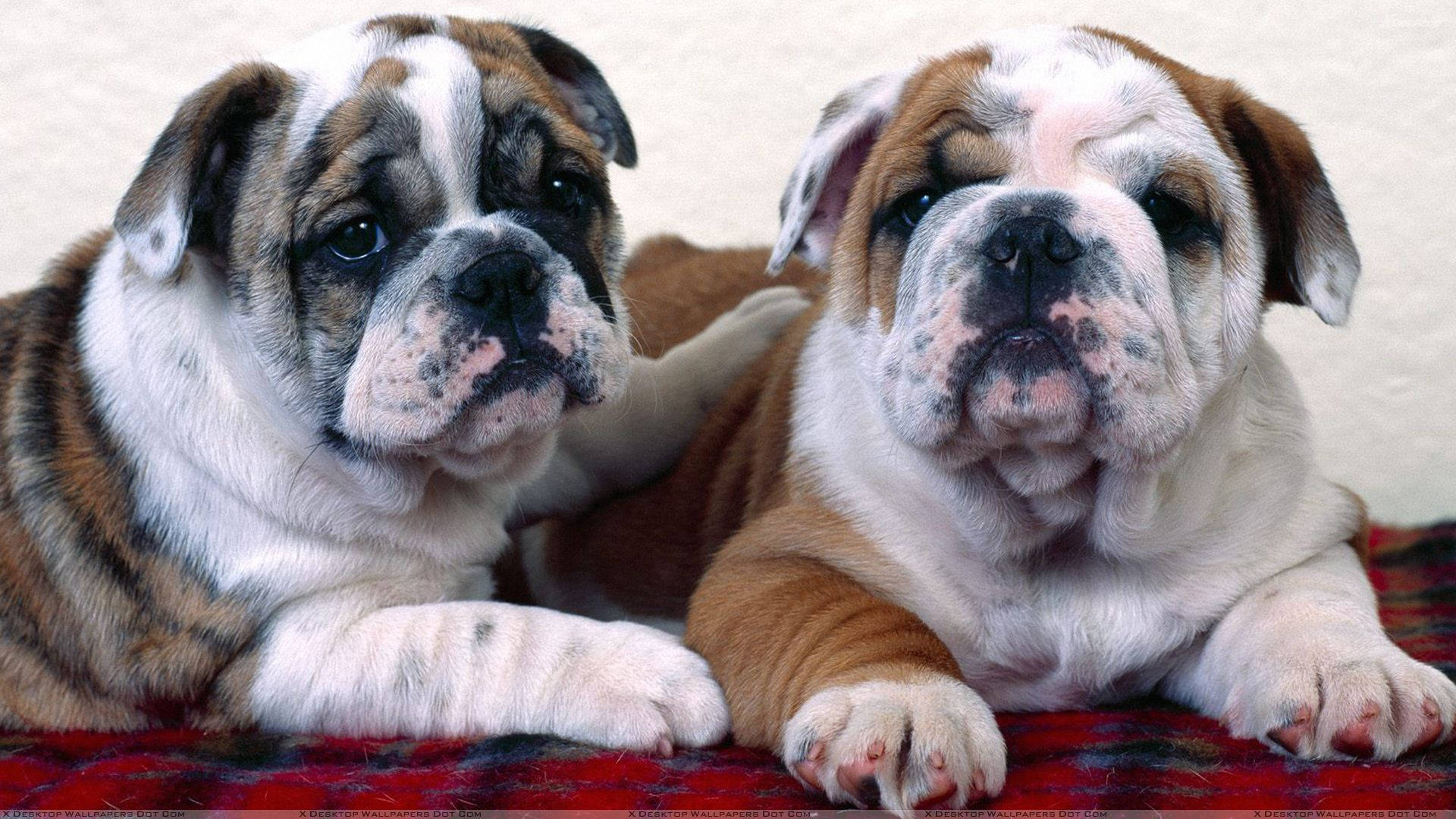 Adorable English Bulldog Puppies Lounging Together Wallpaper