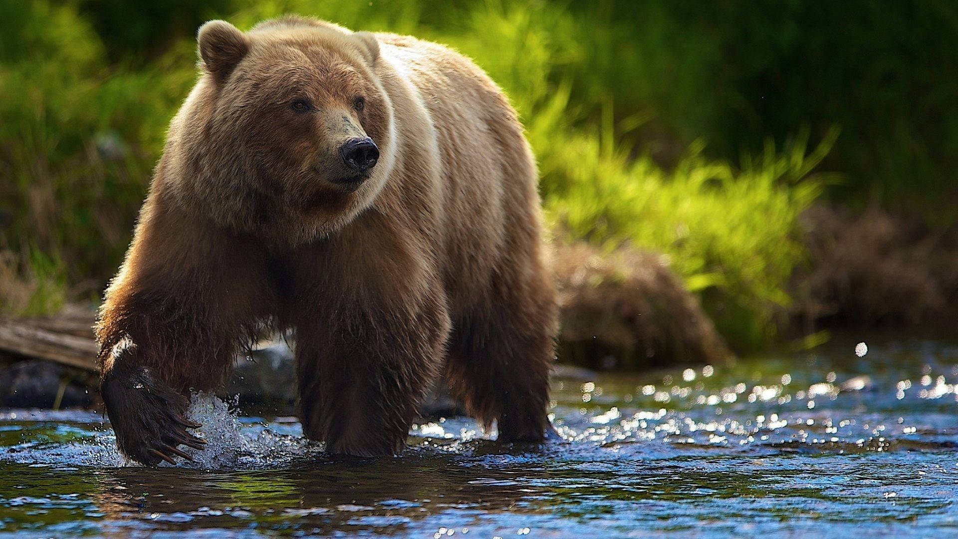 "Exploring the Wilds of Nature With a Grizzly Bear" Wallpaper