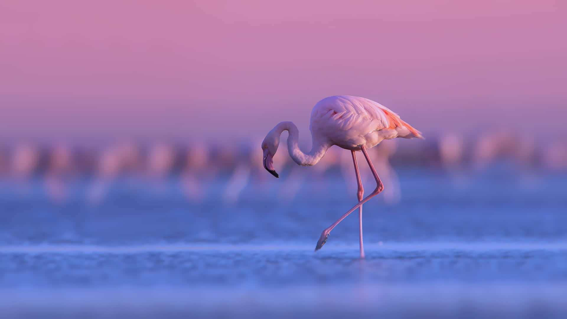 A beautiful pink flamingo against a vibrant dreamy background