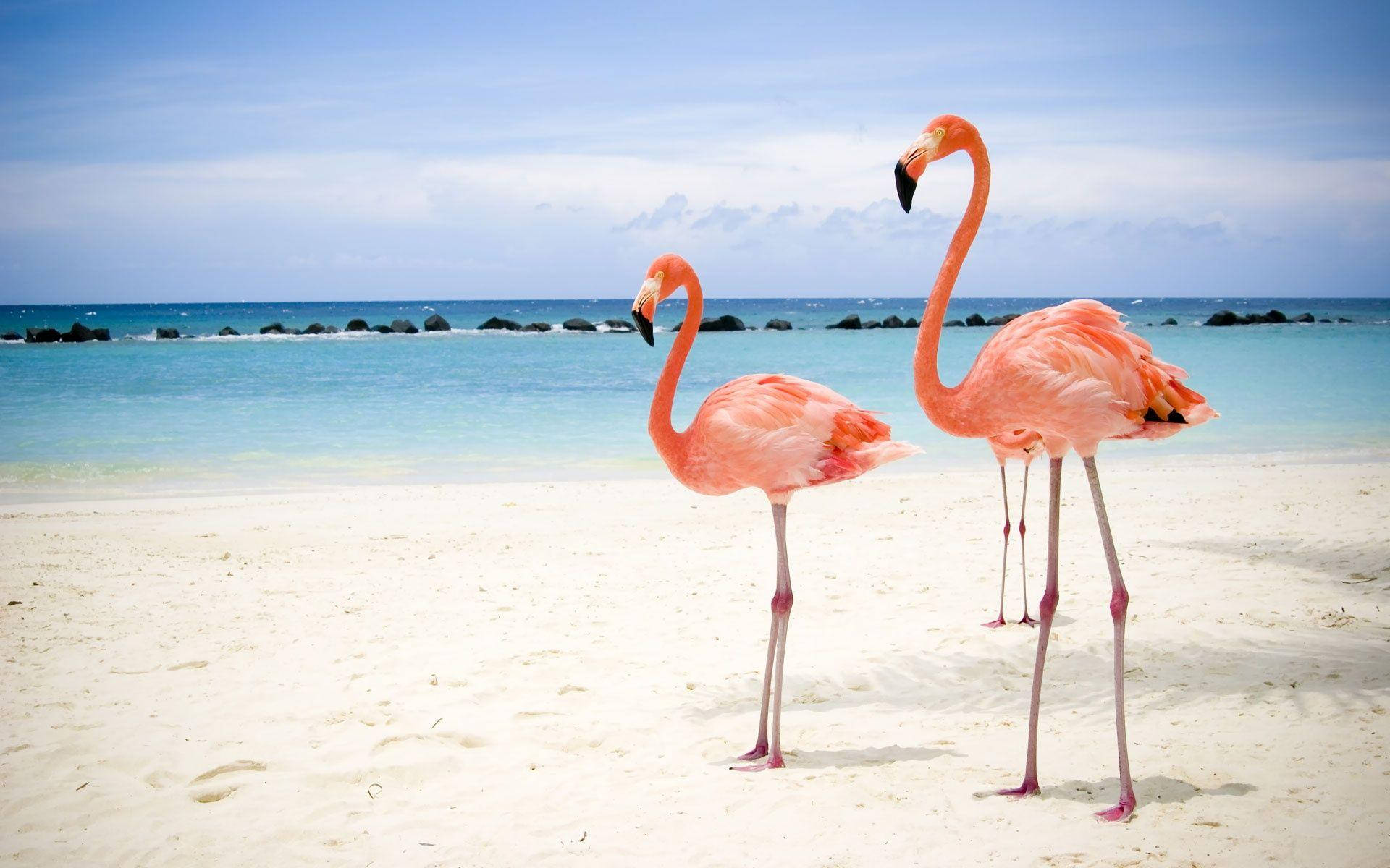 Beautiful Flamingos on the Beach Wallpaper