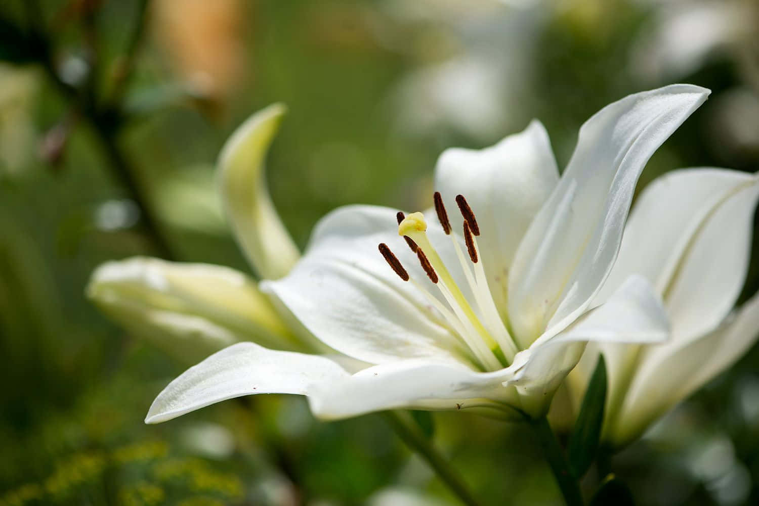 Madonna Lily Flower Picture