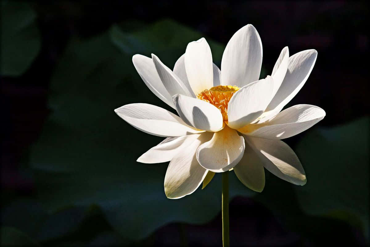 Elegant White Lotus Flower Picture