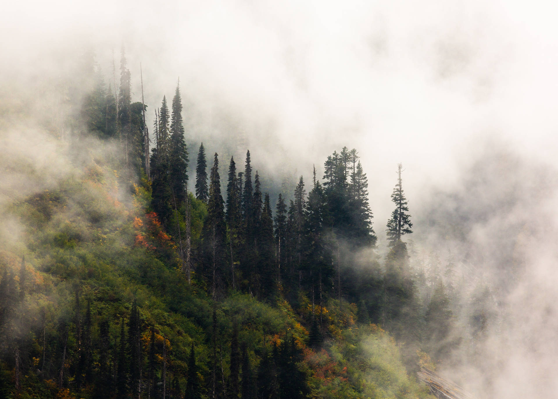 Caption: Mystical Forest in Forks, Washington. Wallpaper