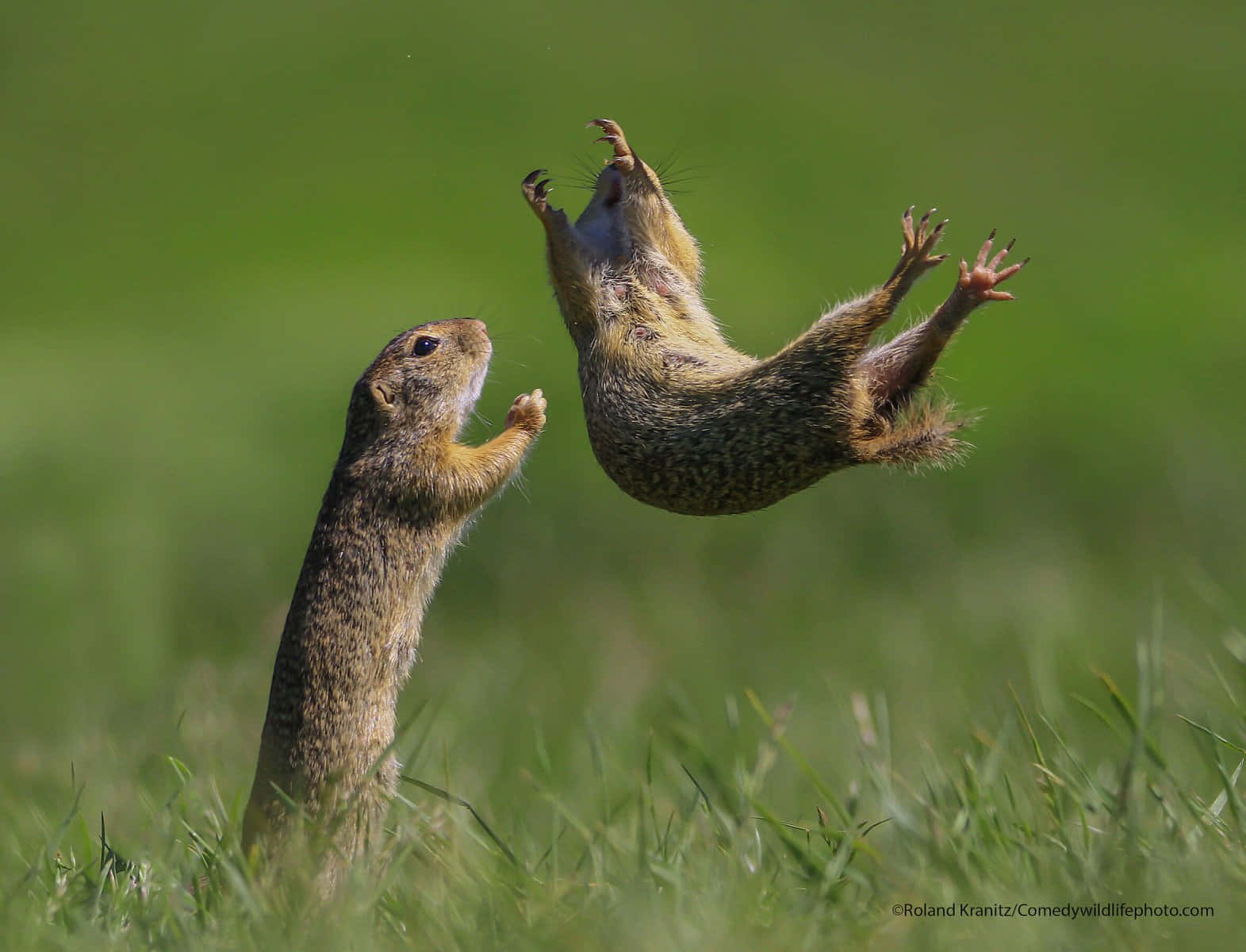 Funniest Squirrels Trust Fall Animal Photography Picture