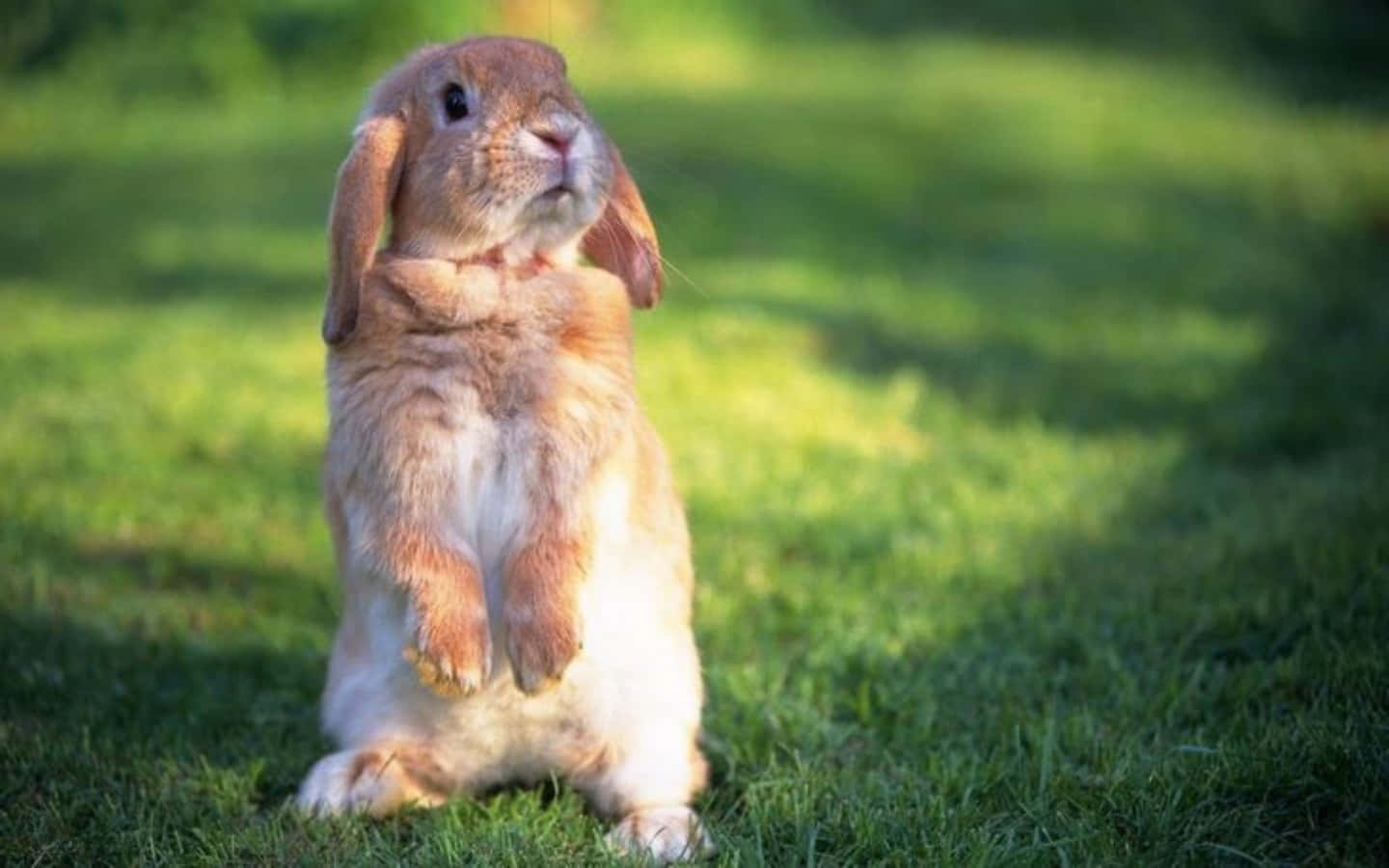 Funny Curious Bunny Picture Lawn