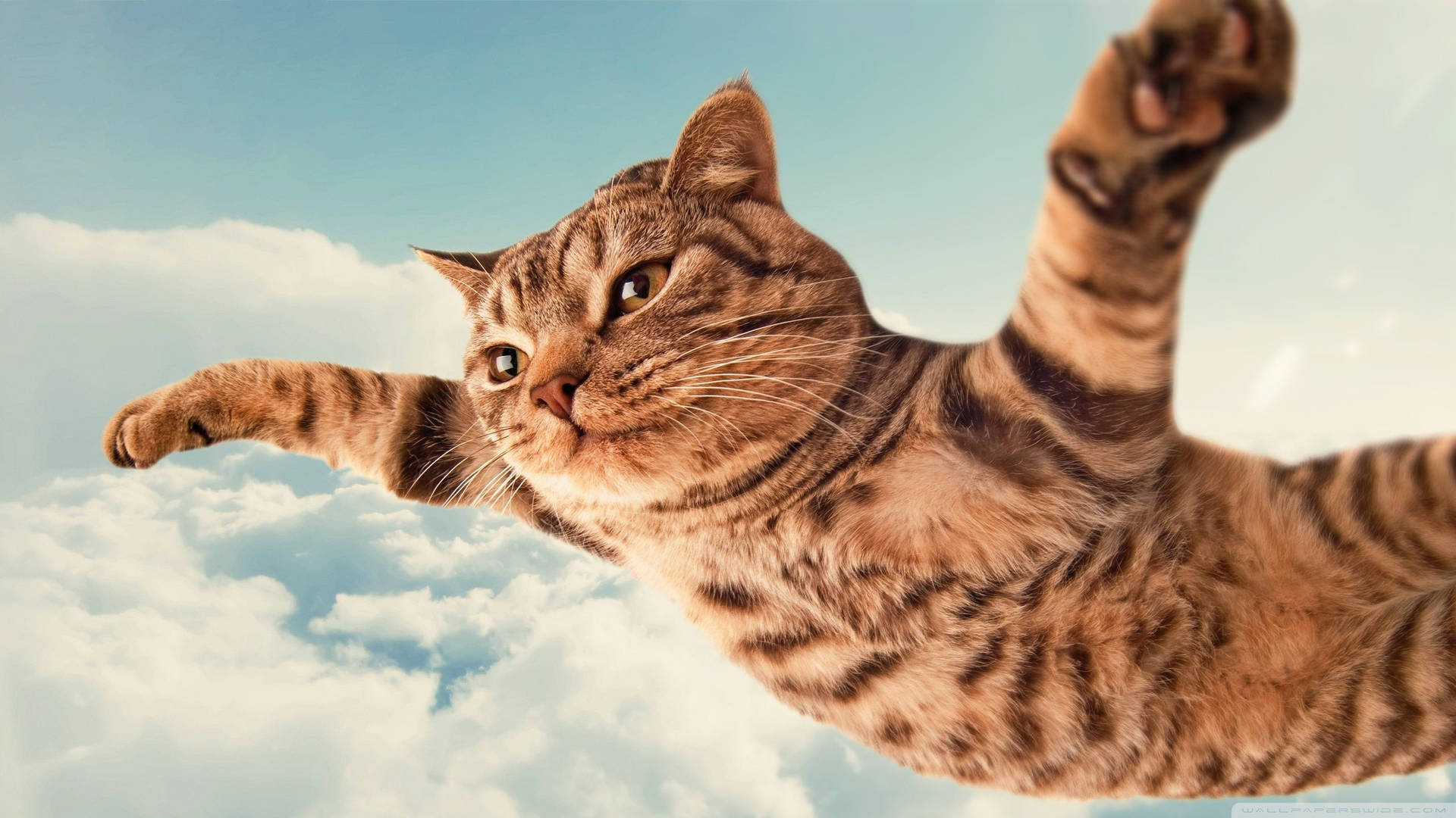 Funny Cat Flying Peacefully Wallpaper