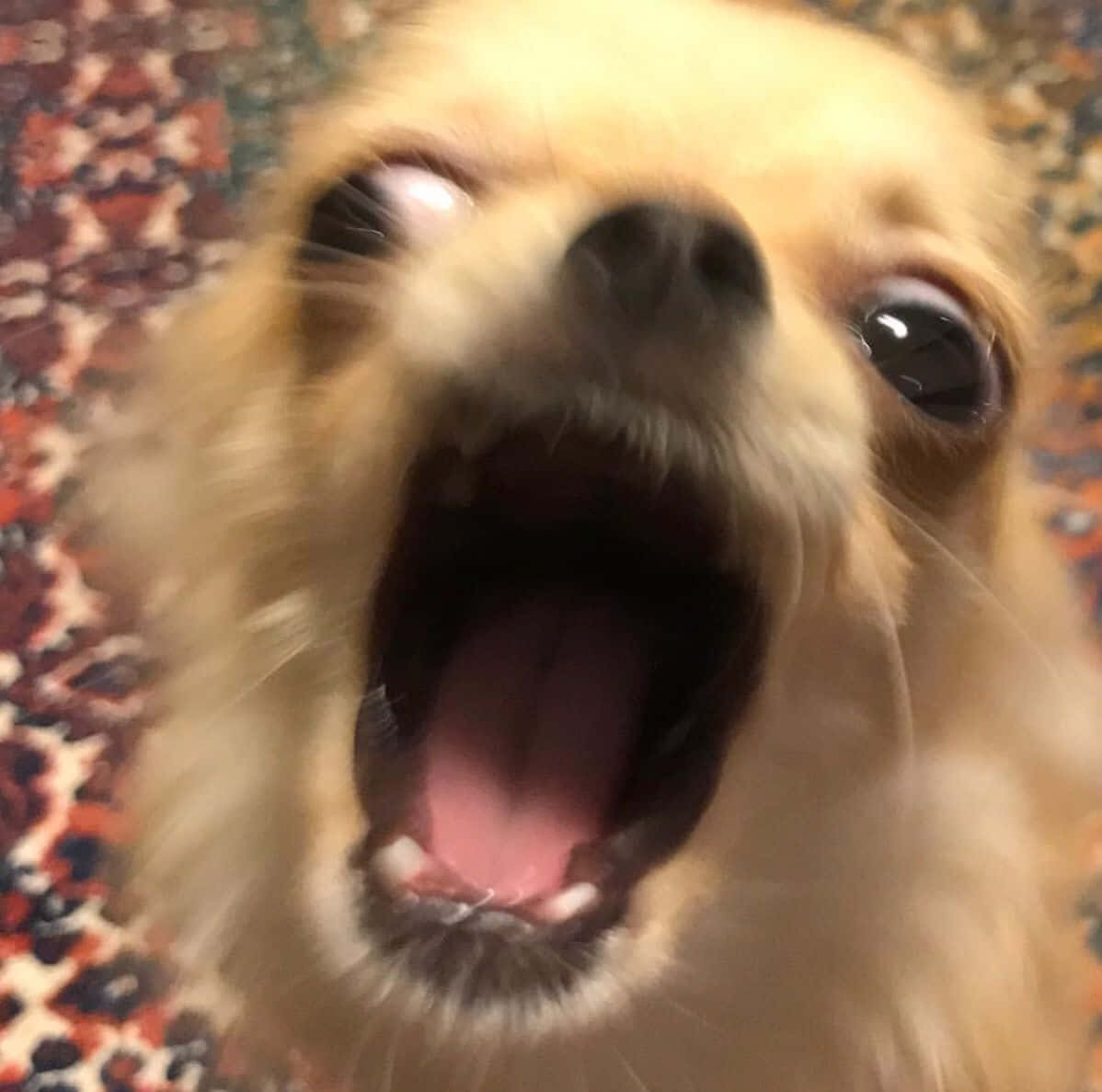 Funny Shouting Chihuahua Pictures