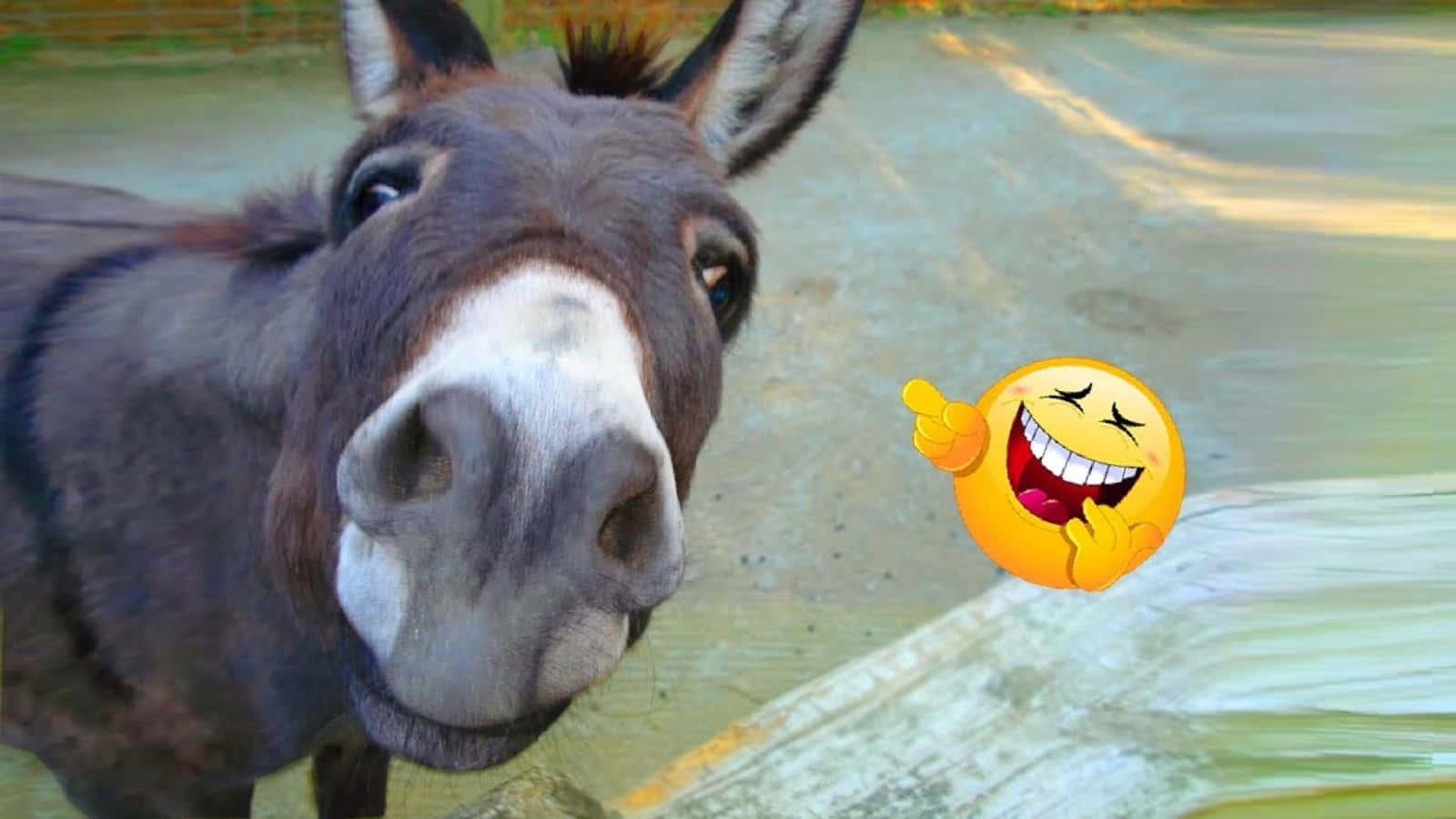 Funny Donkey Goofy Laughing Picture