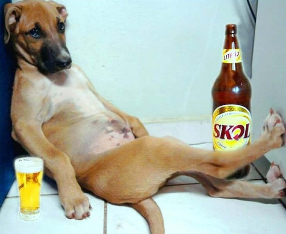Funny Drunk Dog Pictures