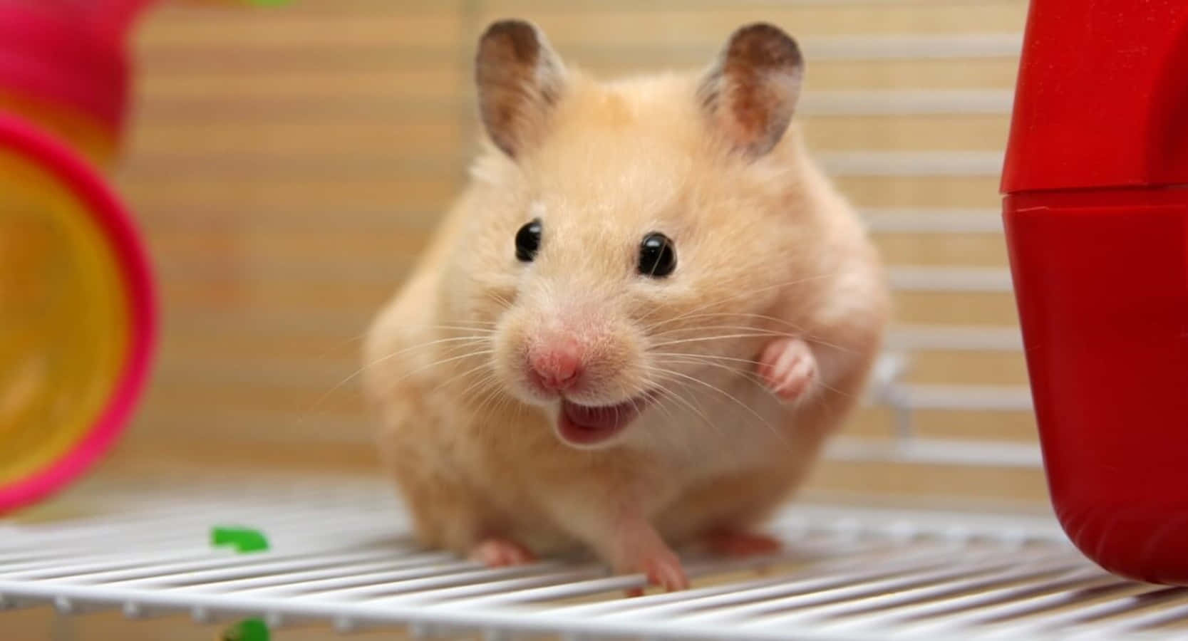 Funny Golden Hamster Pictures