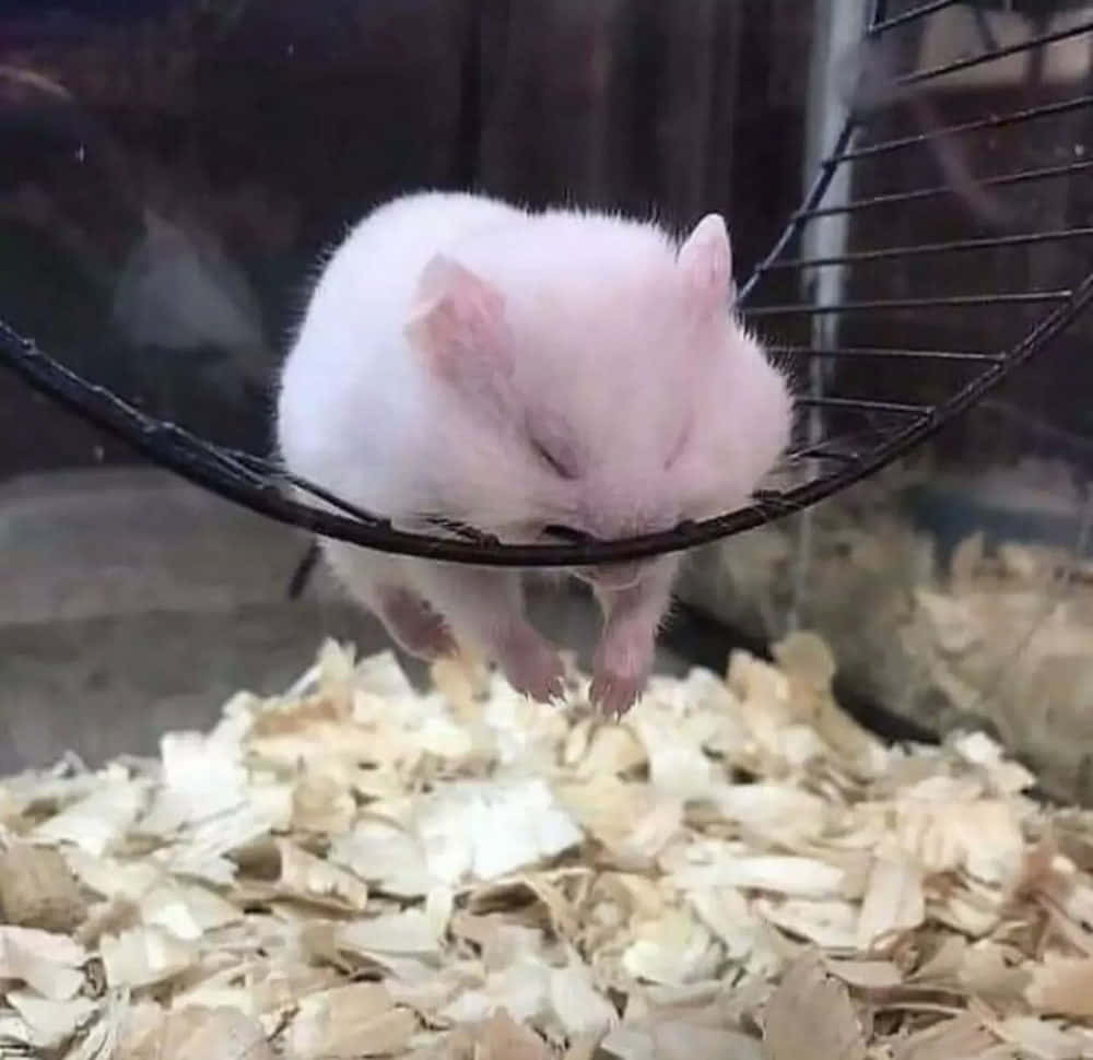 Funny Sleeping Hamster Pictures