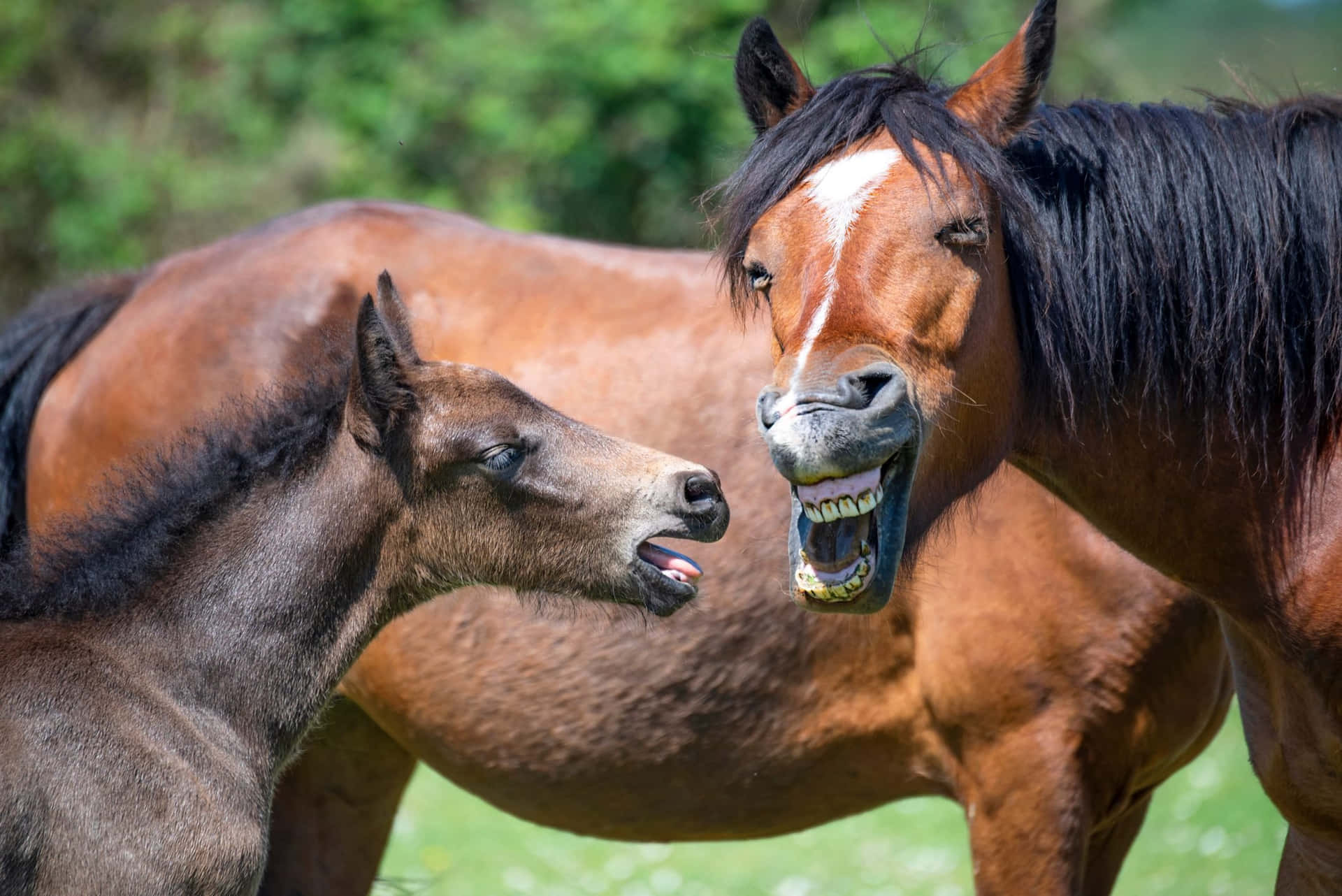 Angry Funny Horse Pictures