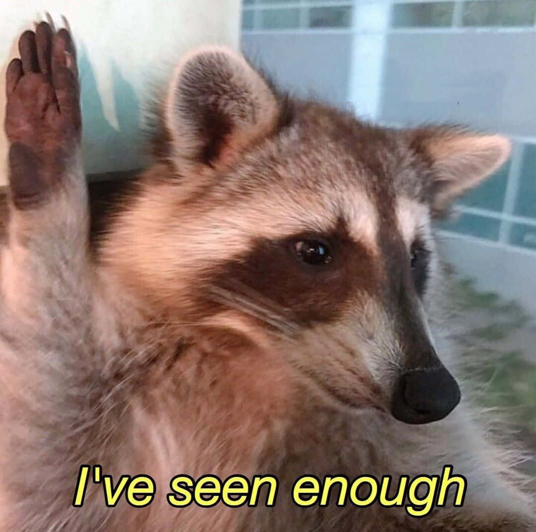 Funny Raccoon I've Seen Enough Meme Pictures