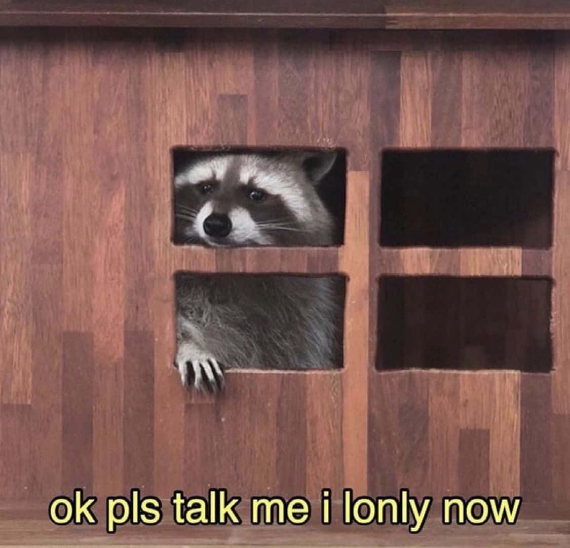 Funny Raccoon Don't Talk To Me Meme Picture