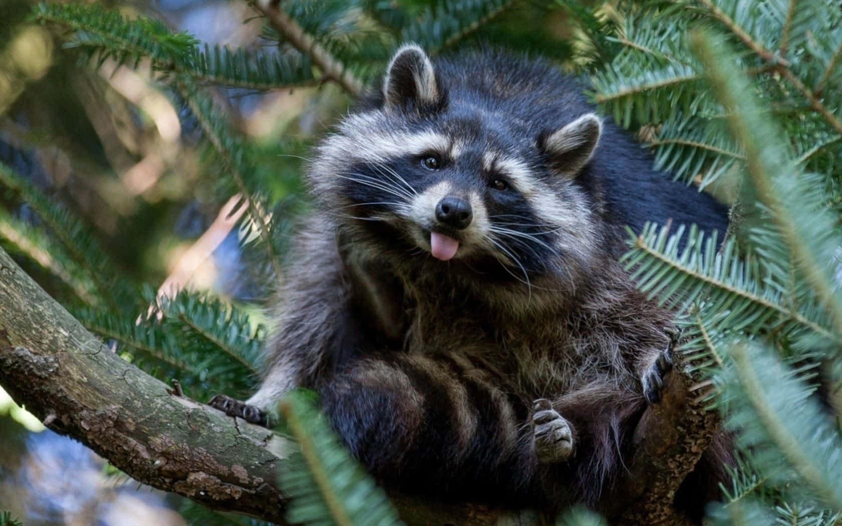 Funny Raccoon Cute Tongue Out Forest Picture