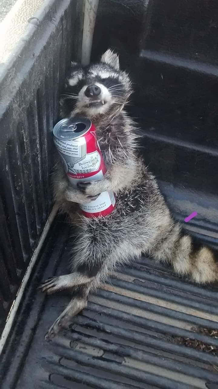 Funny Raccoon Hilarious Passed Out Drunk Picture