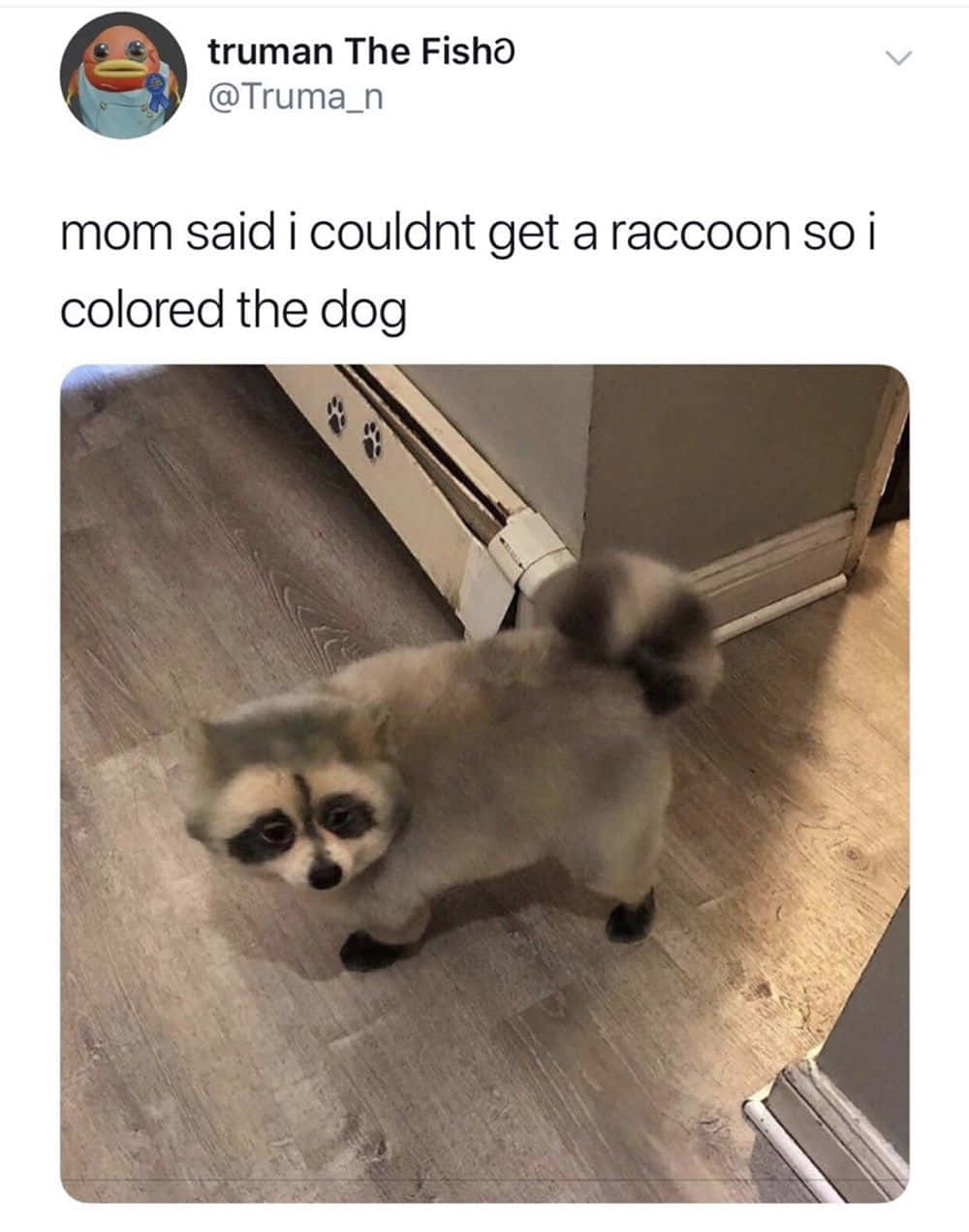 Funny Raccoon Dog Funny Meme Picture