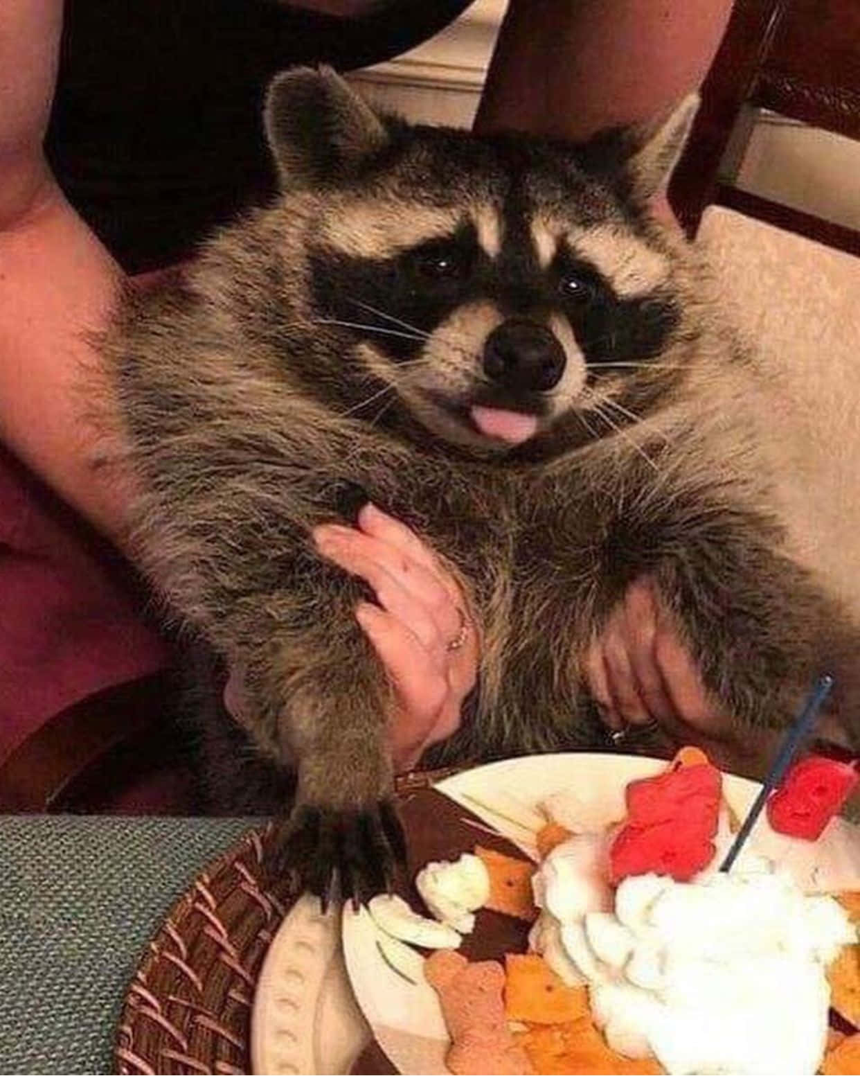 Funny Raccoon Tongue Out Happy Birthday Cake Picture