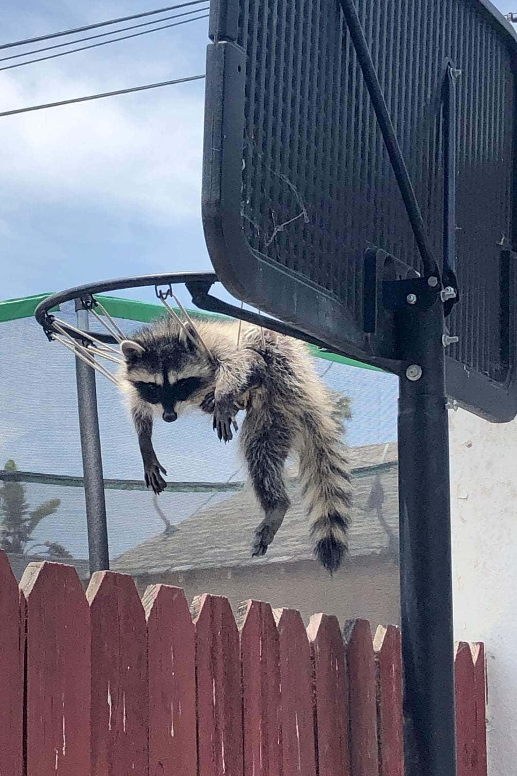 Funny Raccoon Hanging Basketball Net Pictures