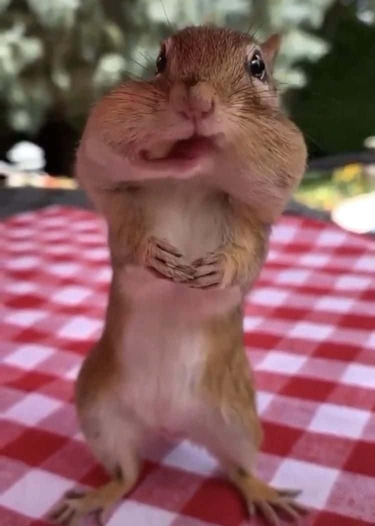 Funny Squirrel With Food In Mouth Pictures
