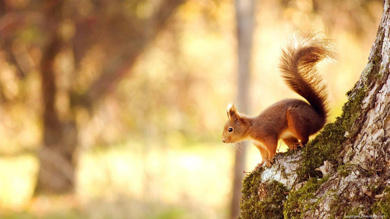 Funny Squirrel On Tree Golden Hours Pictures