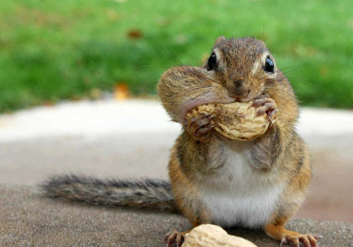 A Laugh A Minute - This Funny Squirrel is Here to Make Your Day!"
