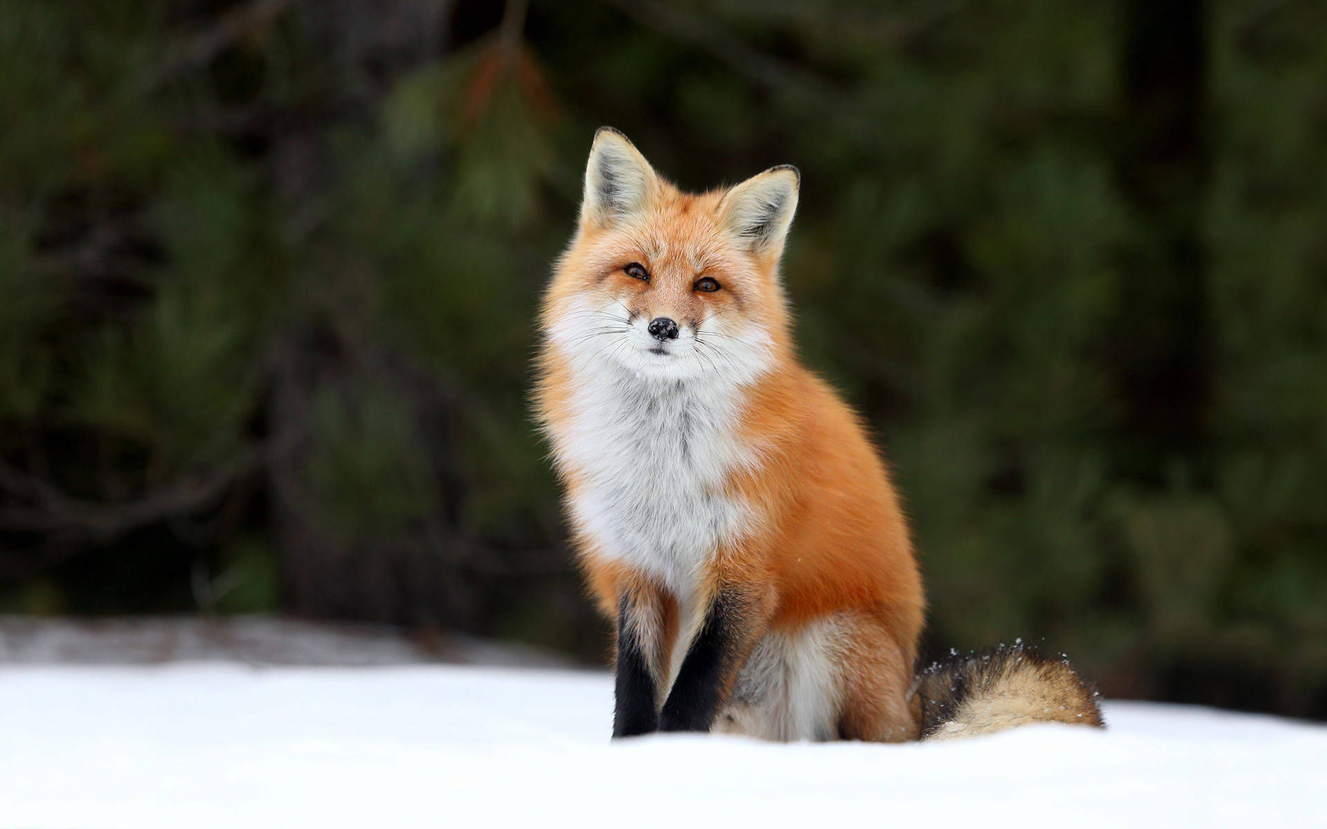 A furry red fox gazing into the distance Wallpaper