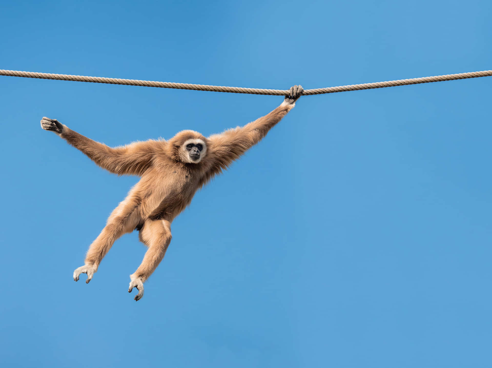 Gibbon Hanging On Rope Background