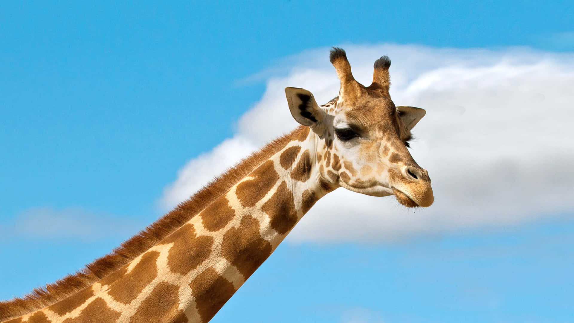 Giraffe Under A Beautiful Sky pIcture