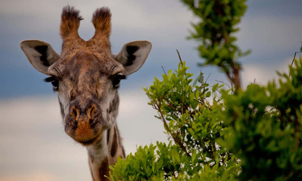Giraffe Peeking Above Tree Picture