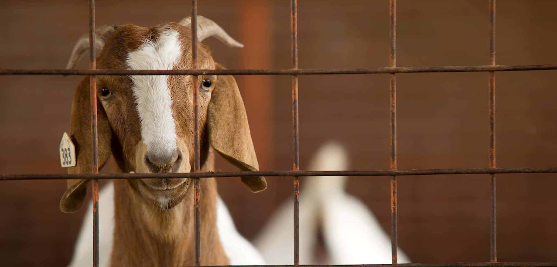 Goat In Cage Picture