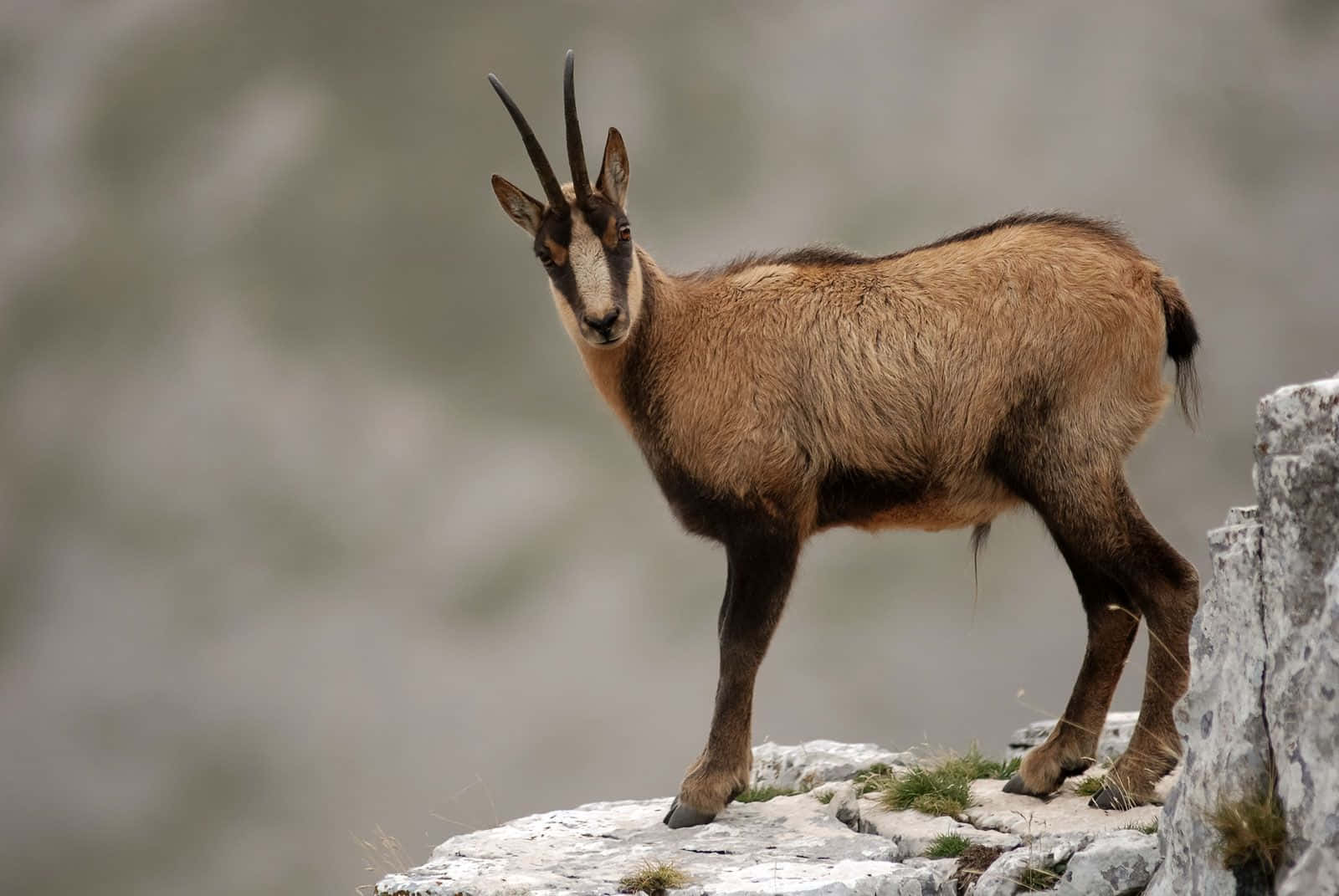 Mountian Goat Picture