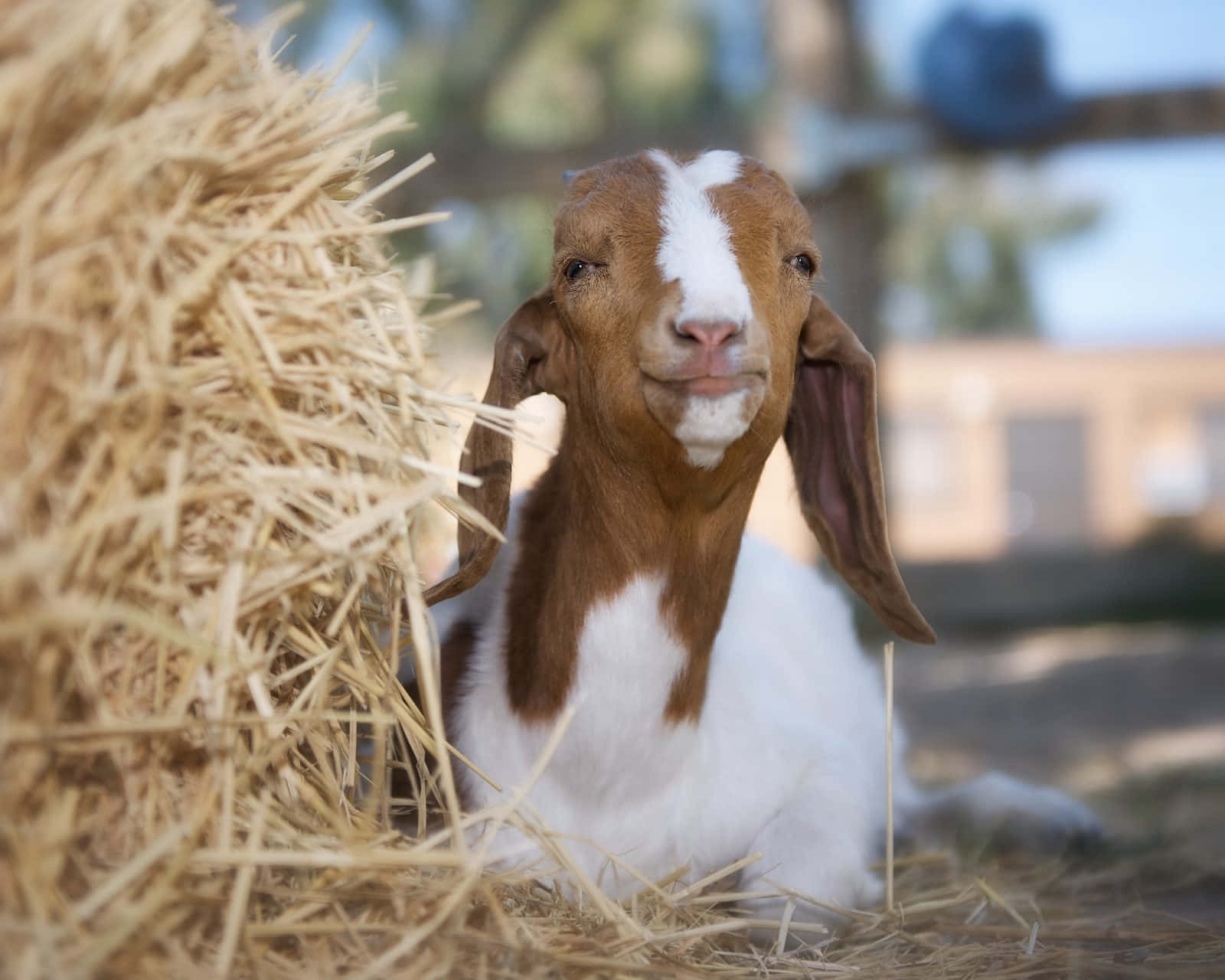 This curious little baby goat is looking for her next adventure.