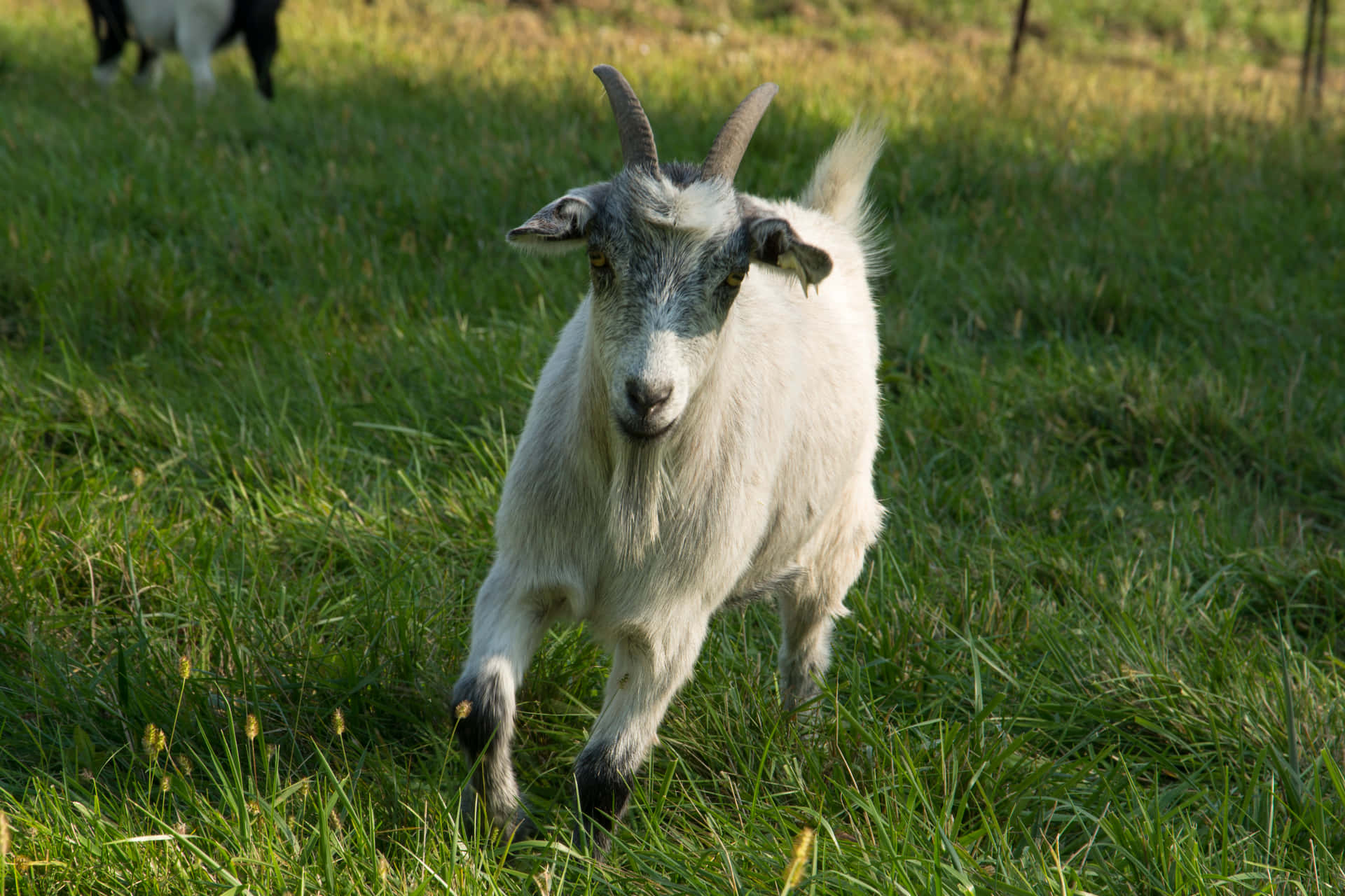 A happy goat posing in a mountainous landscape