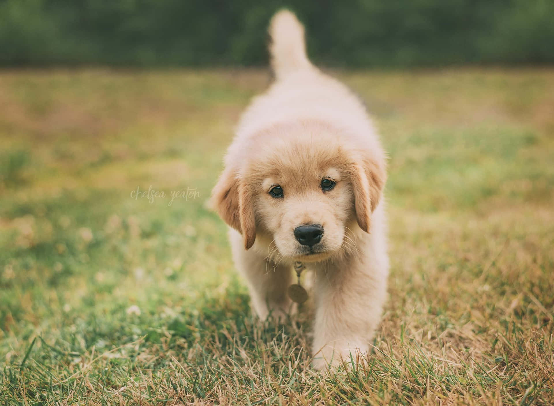 Walking Golden Retriever Puppy Picture
