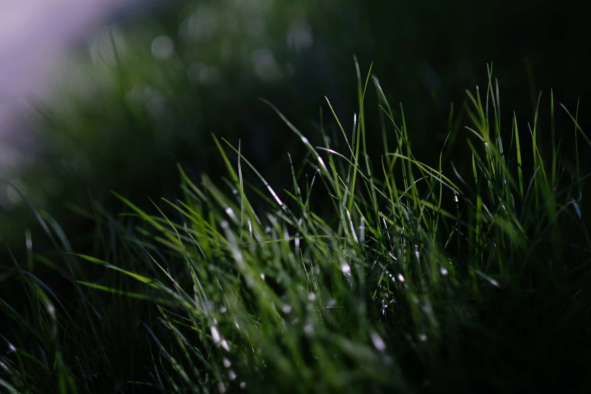Small Patch Of Grass Background