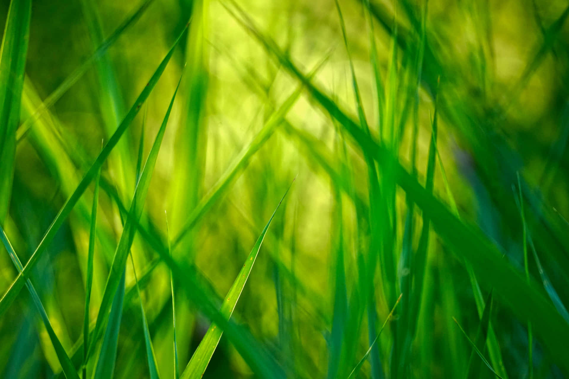 Grass Stalks With Yellow Light Background