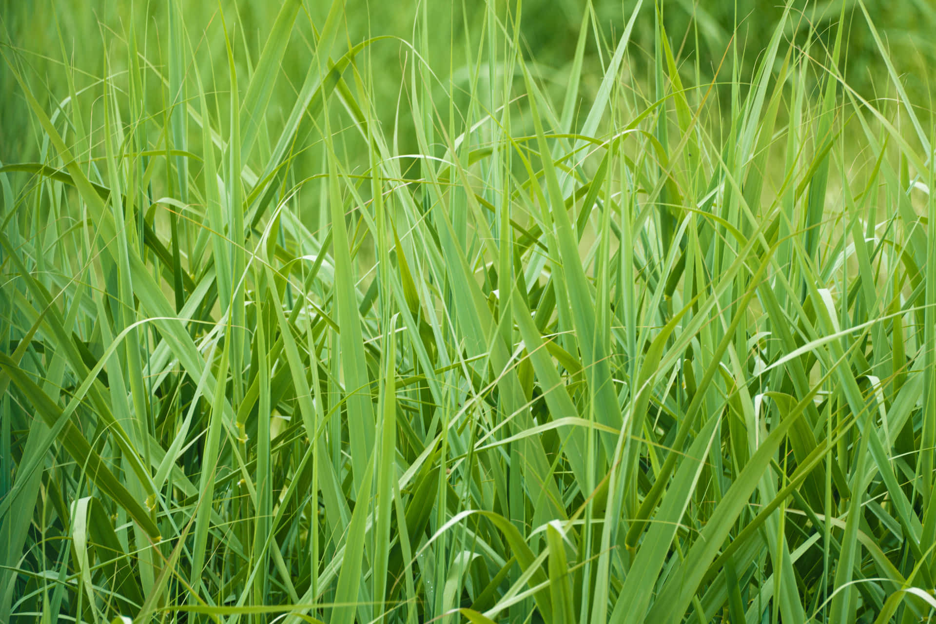 Drooping Long Wild Grass Background
